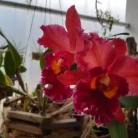 Orchidarium Estepona